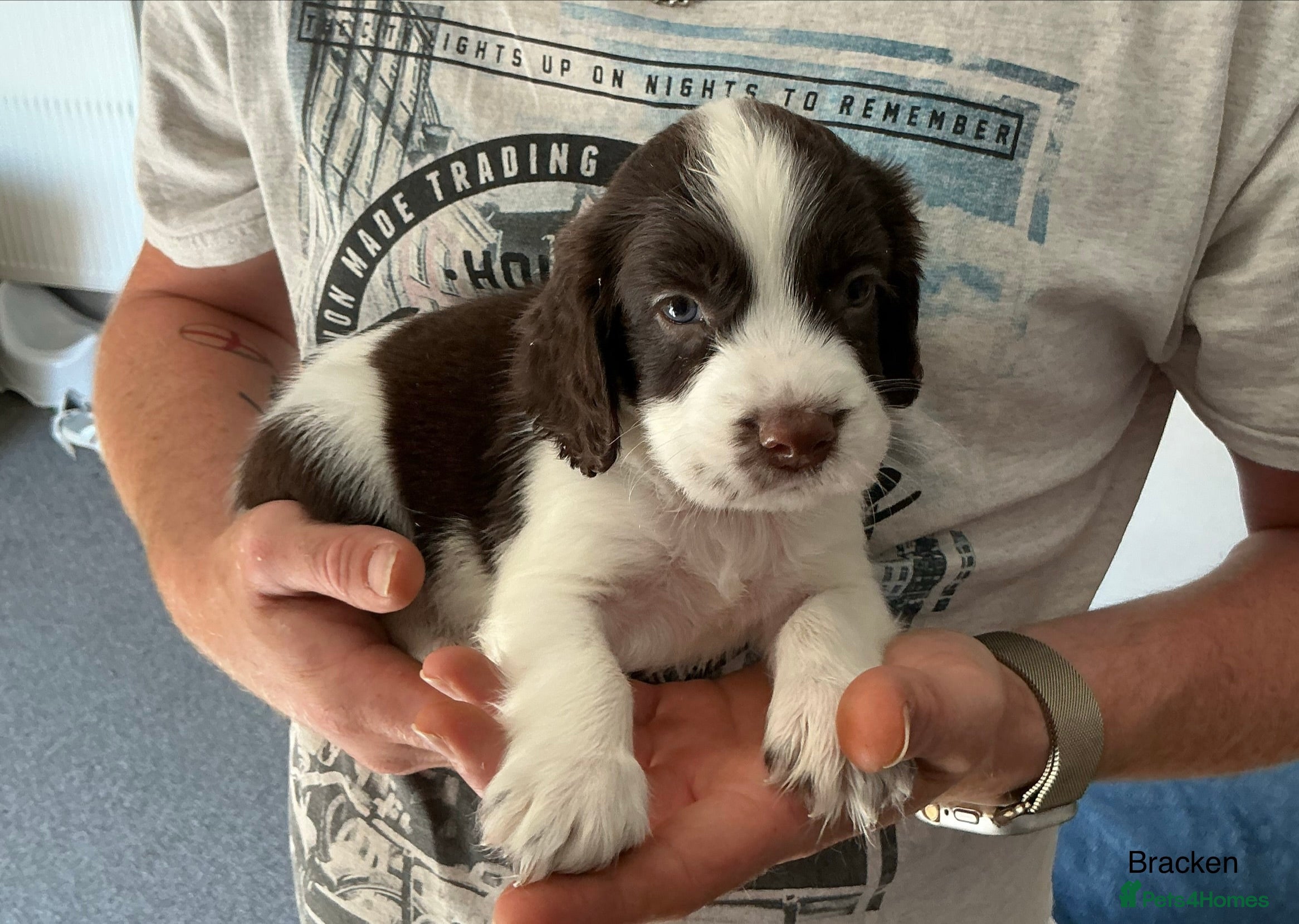 English Springer Spaniel dogs Beautiful springer spaniel puppies - Advert 2