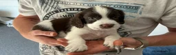 English Springer Spaniel dogs for sale: Beautiful springer spaniel puppies - Advert 2