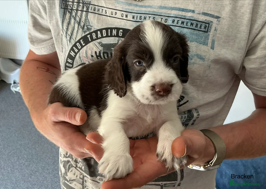English Springer Spaniel dogs for sale: Beautiful springer spaniel puppies - Advert 2