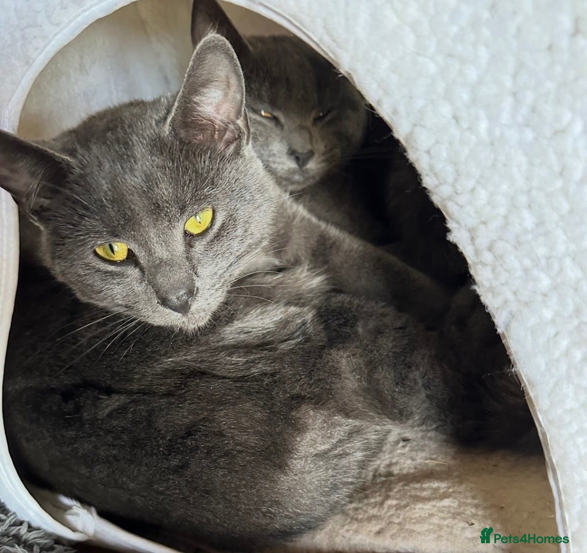 Mixed Breed cats Beautiful hand reared kittens - Advert 1