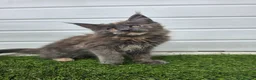 Maine Coon cats for sale: Beautiful gccf pet registered maine coon babies  - Advert 12