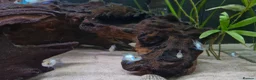 Cichlids fish for sale: Electric Blue Acara for sale - Advert 4