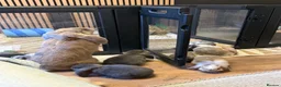 French Lop rabbits for sale: Giant French lop rabbits 3 left  - Advert 7