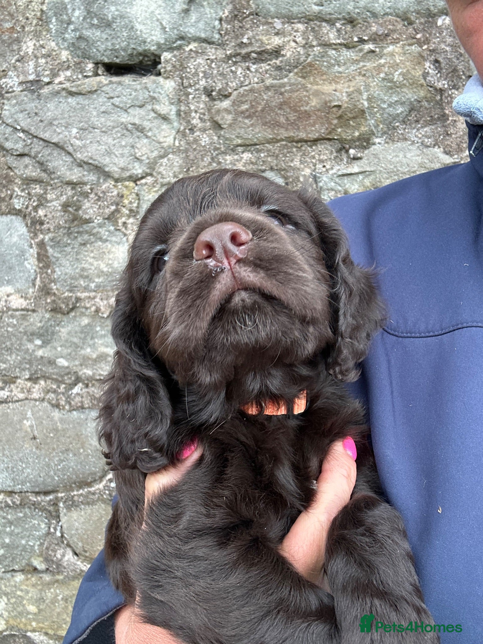 Cocker Spaniel dogs Fabulous working cocker spaniel - Advert 1