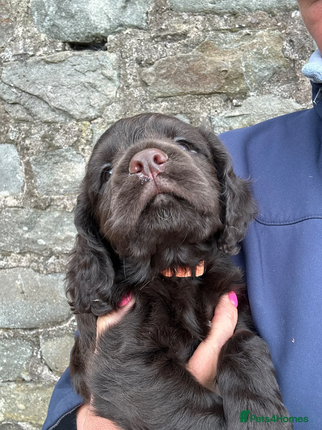 Cocker Spaniel dogs for sale: Fabulous working cocker spaniel - Advert 1