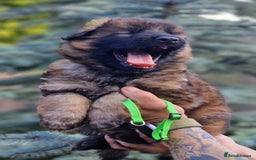 German Shepherd dogs for sale: German shepherd puppies KC register  - Image 17