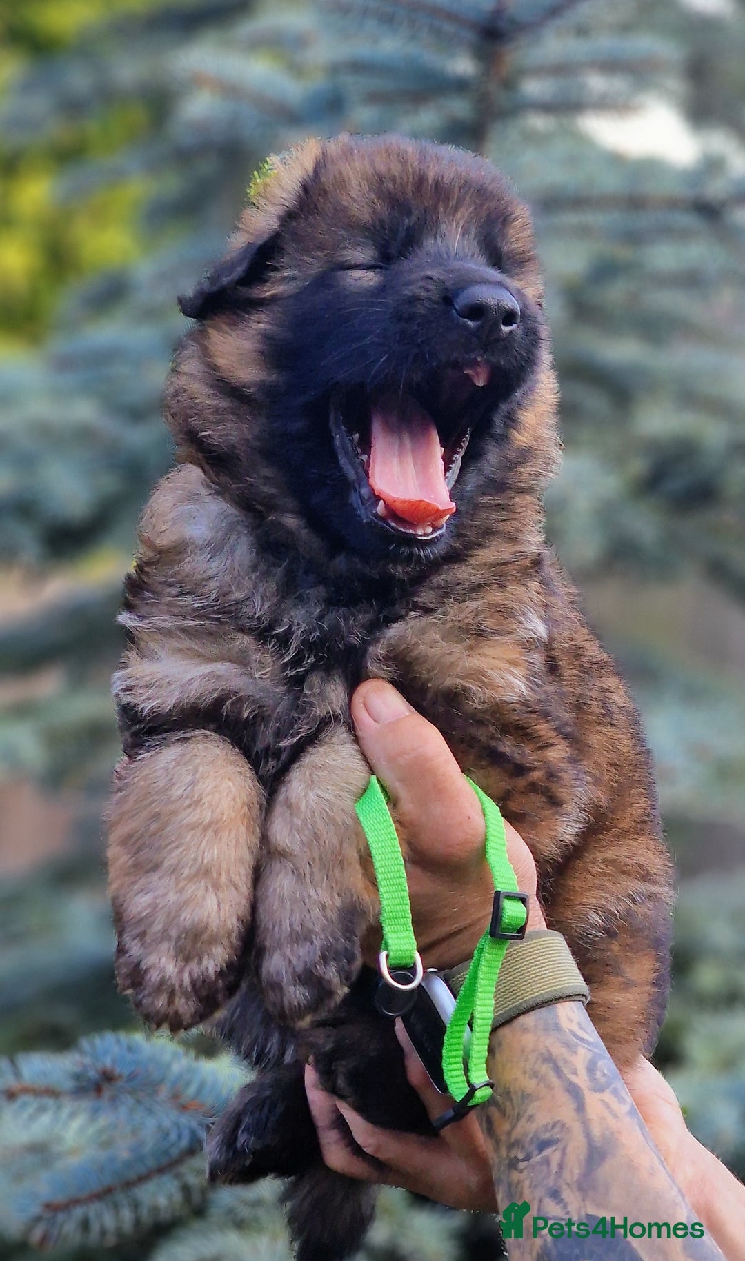 German Shepherd dogs for sale: German shepherd puppies KC register  - Image 17