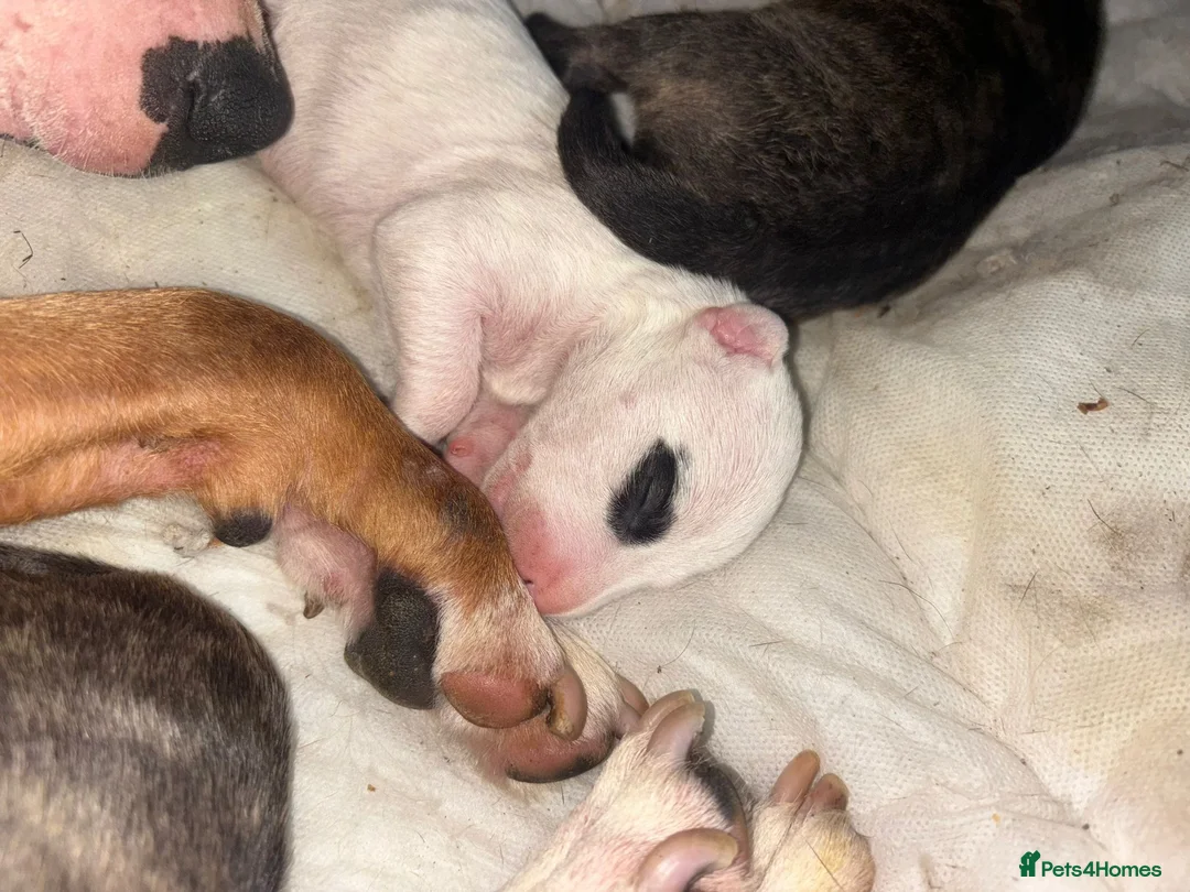 English Bull Terrier dogs for sale: English bull terrior looking for home in London - Advert 3