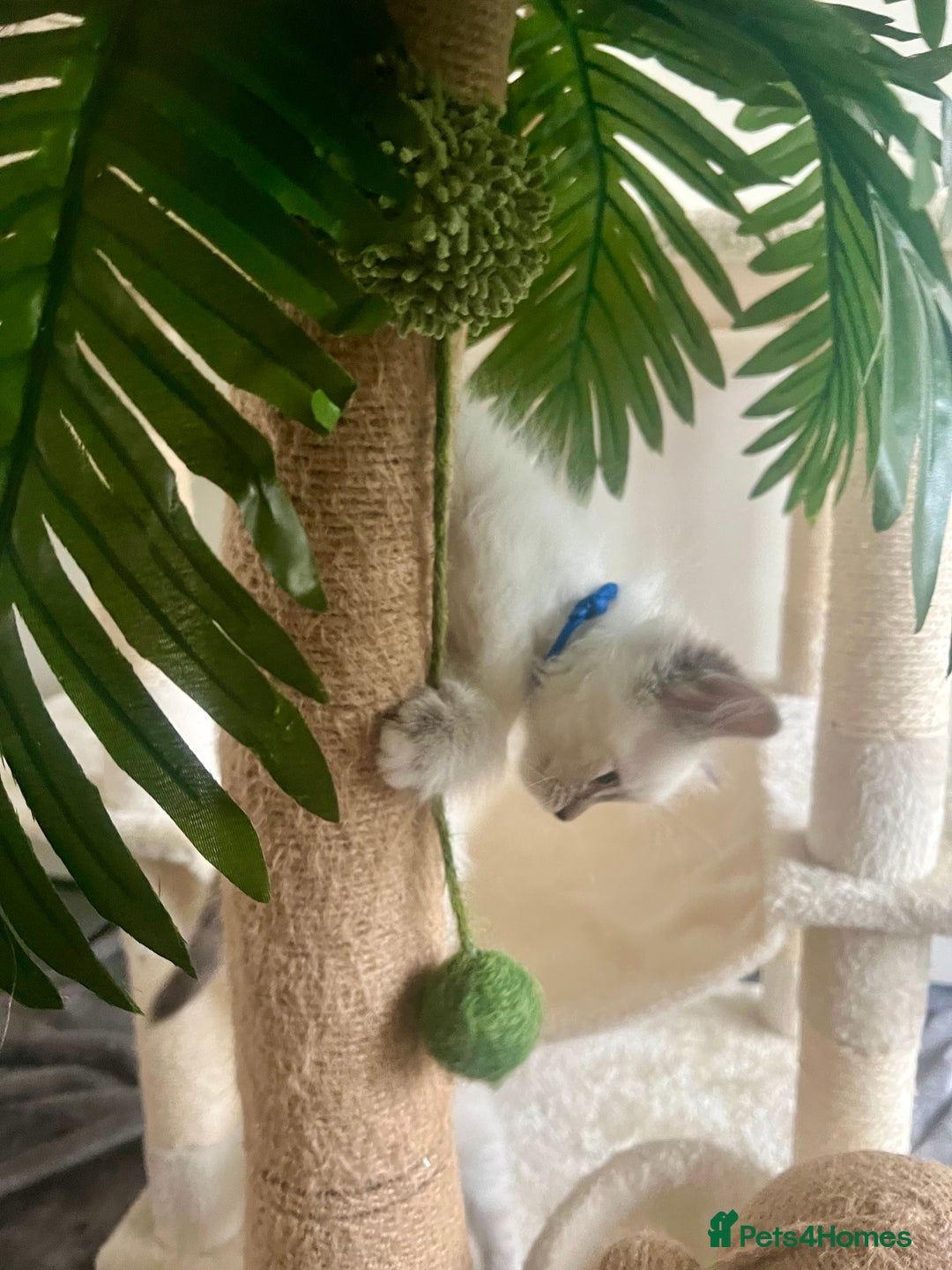 Siberian cats for sale: Hypoallergenic Female Siberian Blue eyes Neva - Advert 23