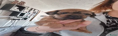Maggie