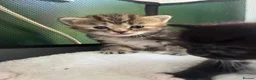Mixed Breed cats for sale: Gorgeous kittens  - Advert 3