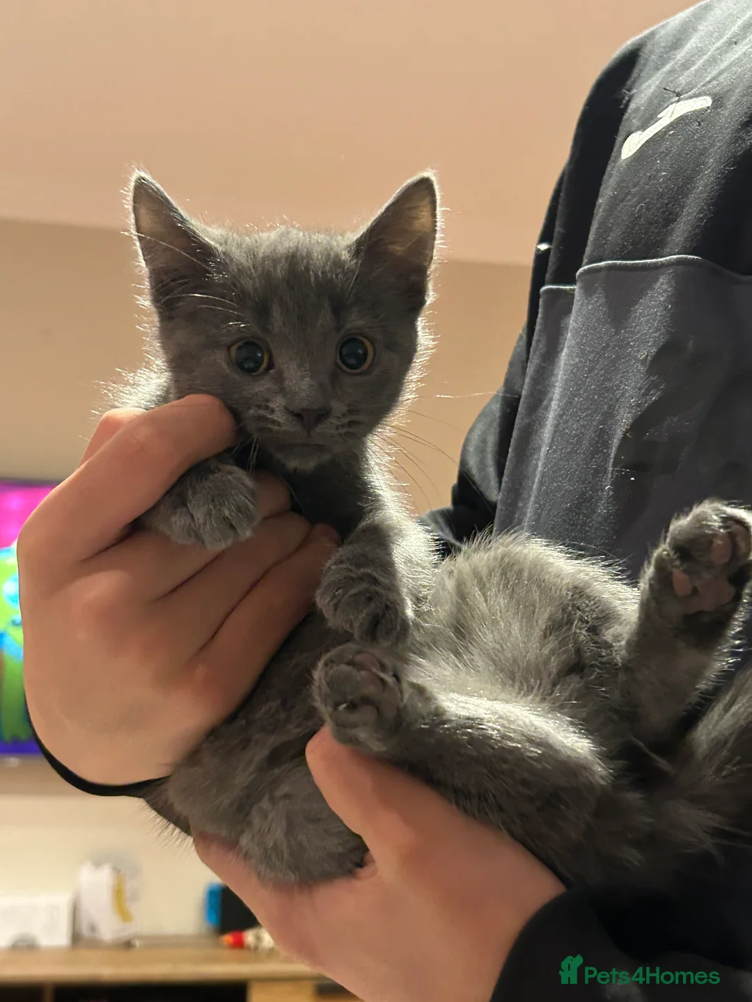 Mixed Breed cats for sale: 5 Adorable Kittens ready for their forever homes - Advert 8