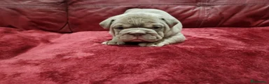 Teddy