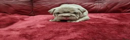 English Bulldog dogs for sale: 🐾Gorgeous British Bulldog Puppies - Boy & Girl💜 - Advert 19