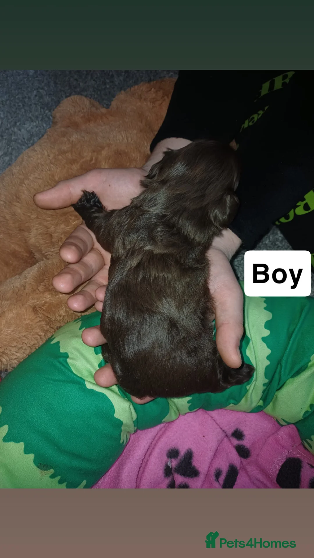 Shih Tzu dogs for sale: Full Breed Shihtzu For Sale  - Advert 5