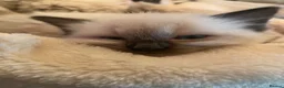Ragdoll cats for sale: Adorable Ragdolls  - Advert 32