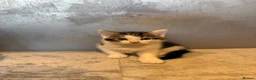 Mixed Breed cats for sale: Kittens for sale  - Advert 5