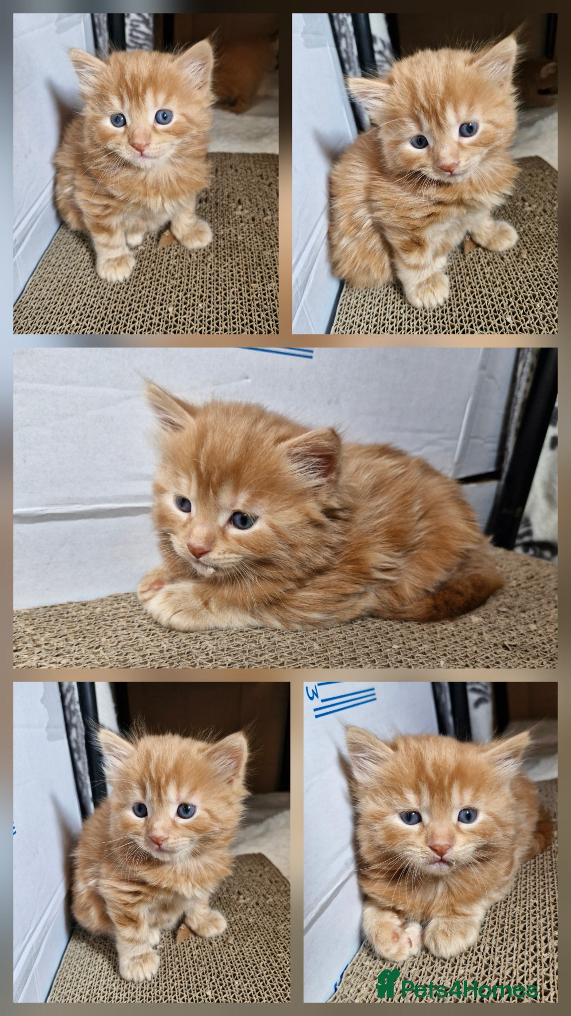 Mixed Breed cats for sale: Cute ginger kittens 1 short haired 2 fluffy  in Liverpool - Advert 12