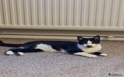 Mixed Breed cats for sale: Adorable Bonzo needs a loving home - Image 10