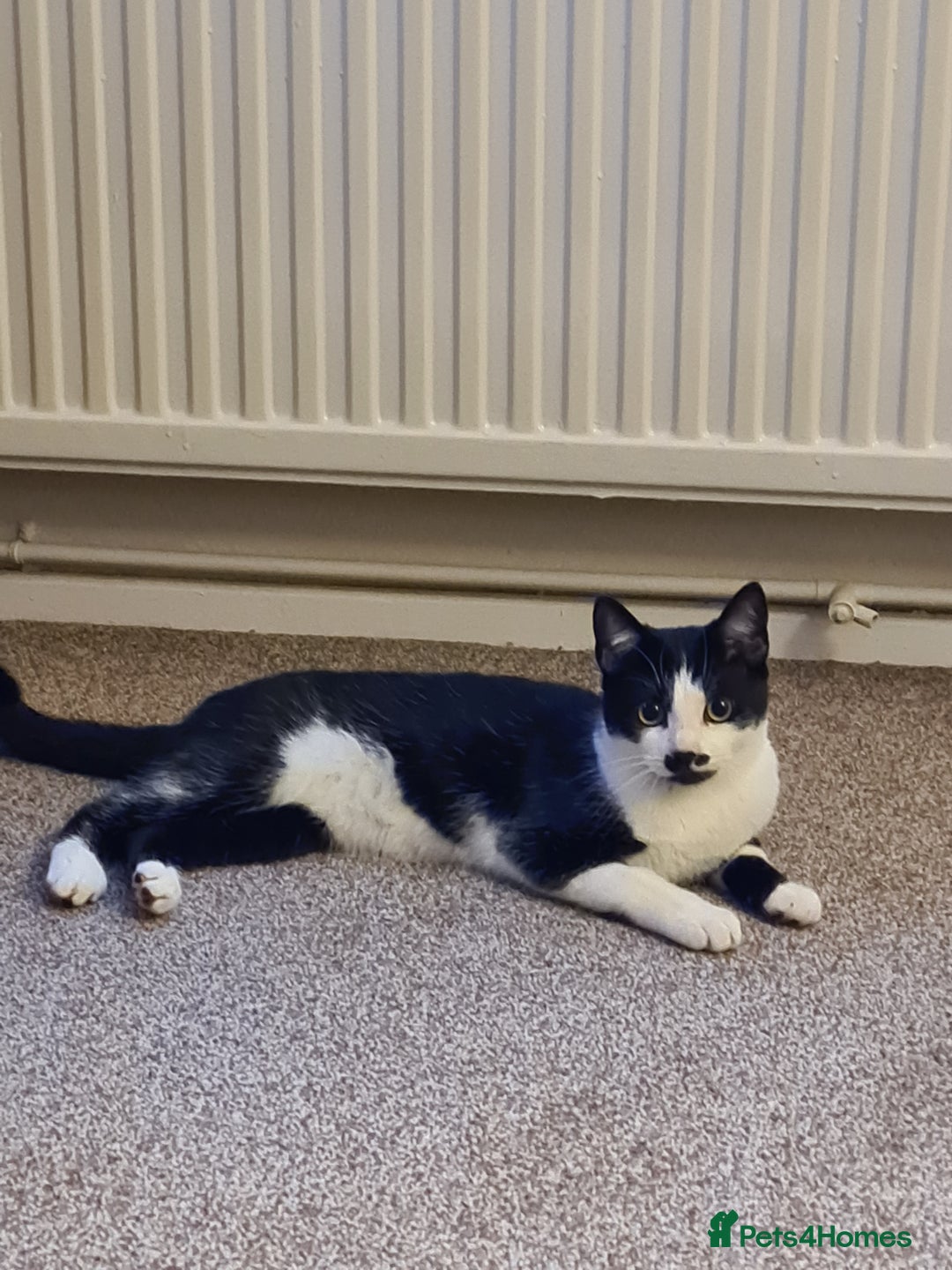 Mixed Breed cats for sale: Adorable Bonzo needs a loving home - Image 10
