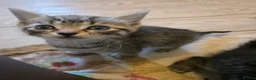 Mixed Breed cats for sale: Beautiful sphynx cross - Advert 6