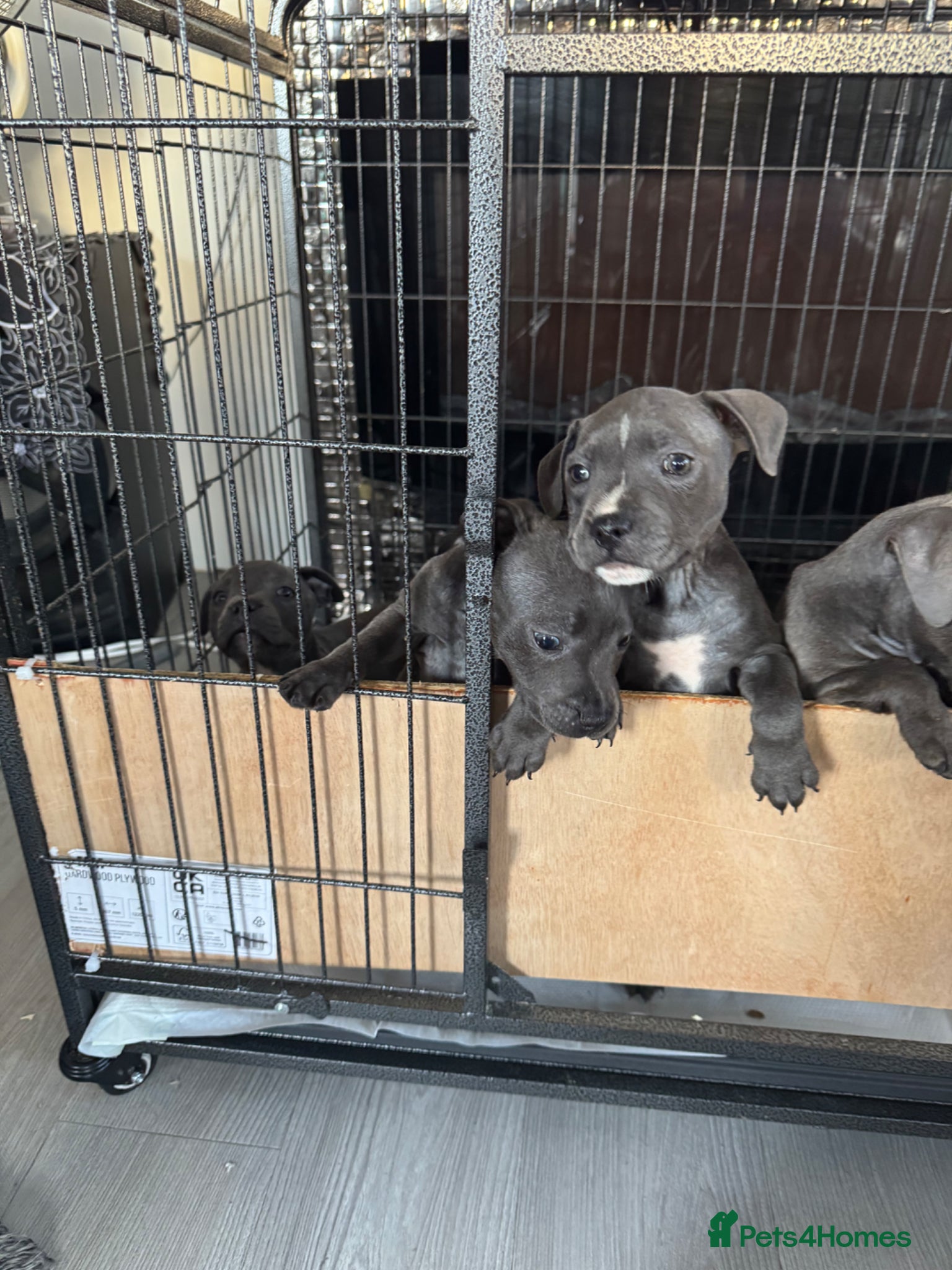 Staffordshire Bull Terrier dogs for sale: staff puppy for sale ready to go  in Cambridge - Advert 4