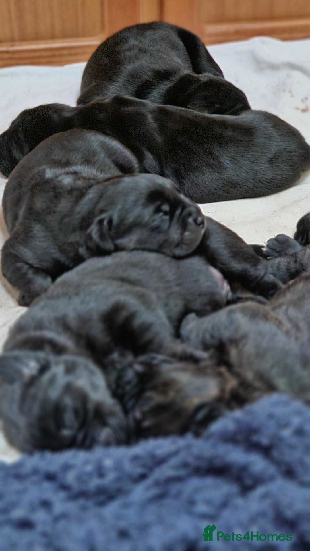 Mixed Breed dogs for sale: CaneWeiler Pupps - Advert 9