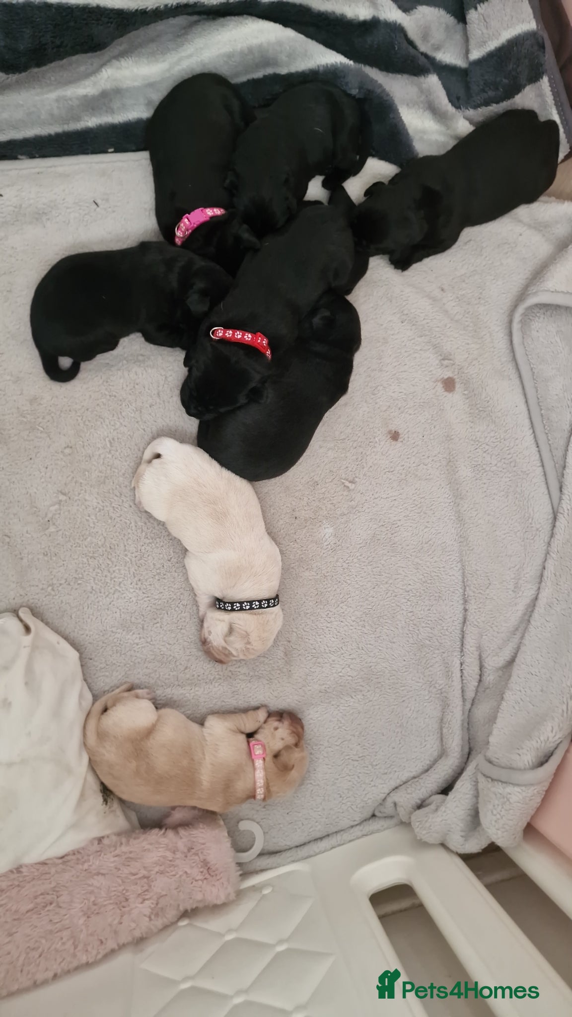 Labrador Retriever dogs for sale: Labradors for sale  - Advert 7