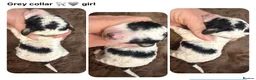 Miniature Poodle dogs for sale: KC parti colour miniature poodle puppies - Advert 9