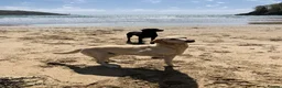 Springador dogs for sale: Fabulous Springador Puppies for Sale in Halesworth - Advert 9