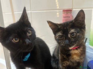 Mixed Breed cats - Advert 32