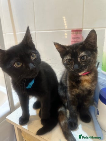 Mixed Breed cats - Advert 6