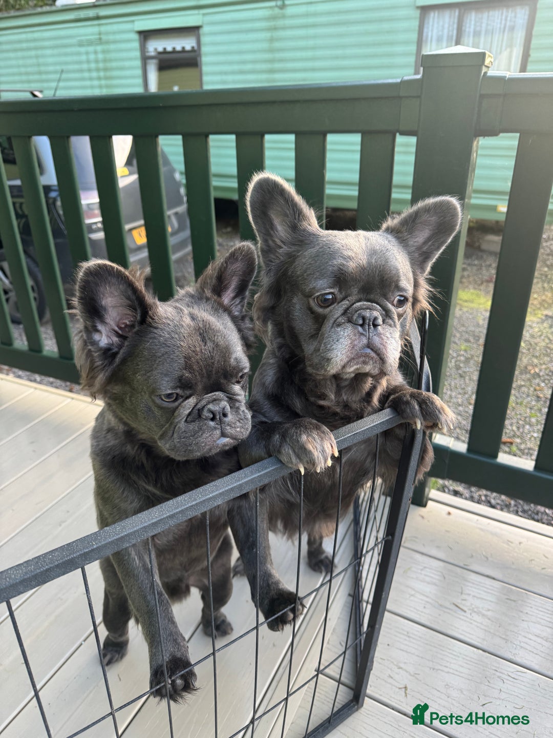 French Bulldog dogs for sale: REDUCED to £1100!!!Fluffy Frenchies in Edinburgh - Image 10