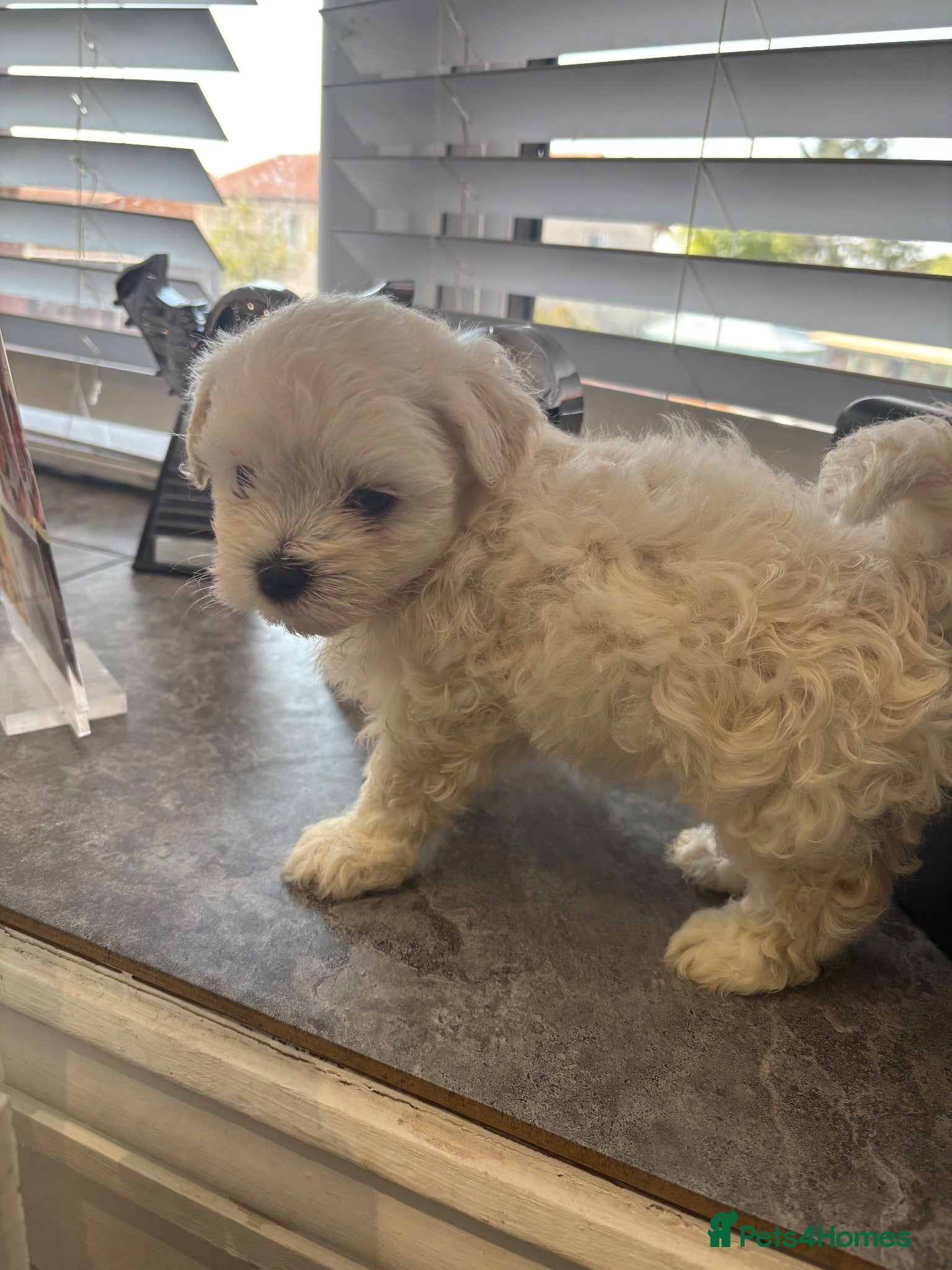 Maltipoo dogs Ready to leave F1 Maltipoo true miniature  - Advert 2