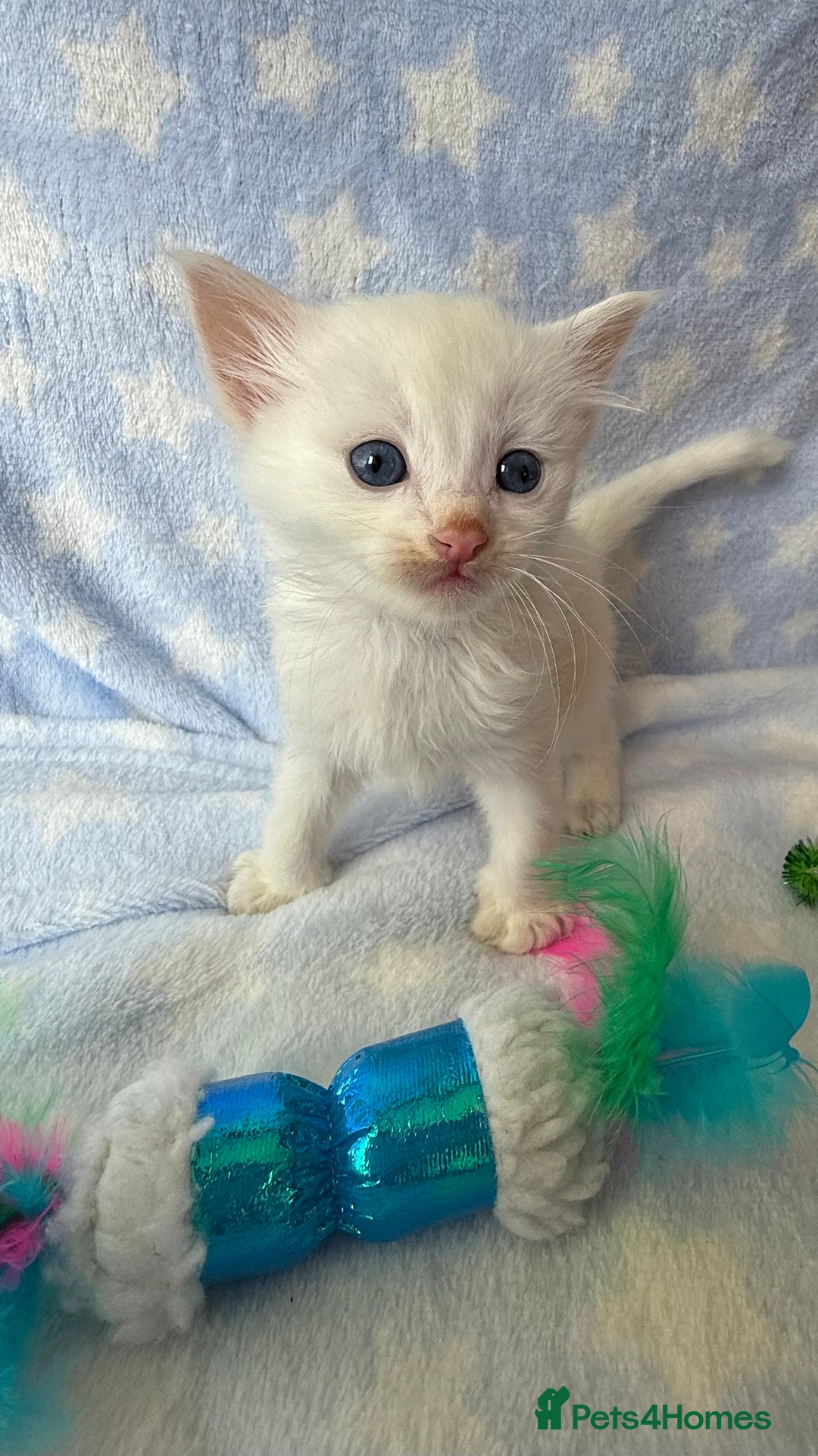 Ragdoll cats for sale: Stunning Ragdoll kittens super affectionate  - Image 18