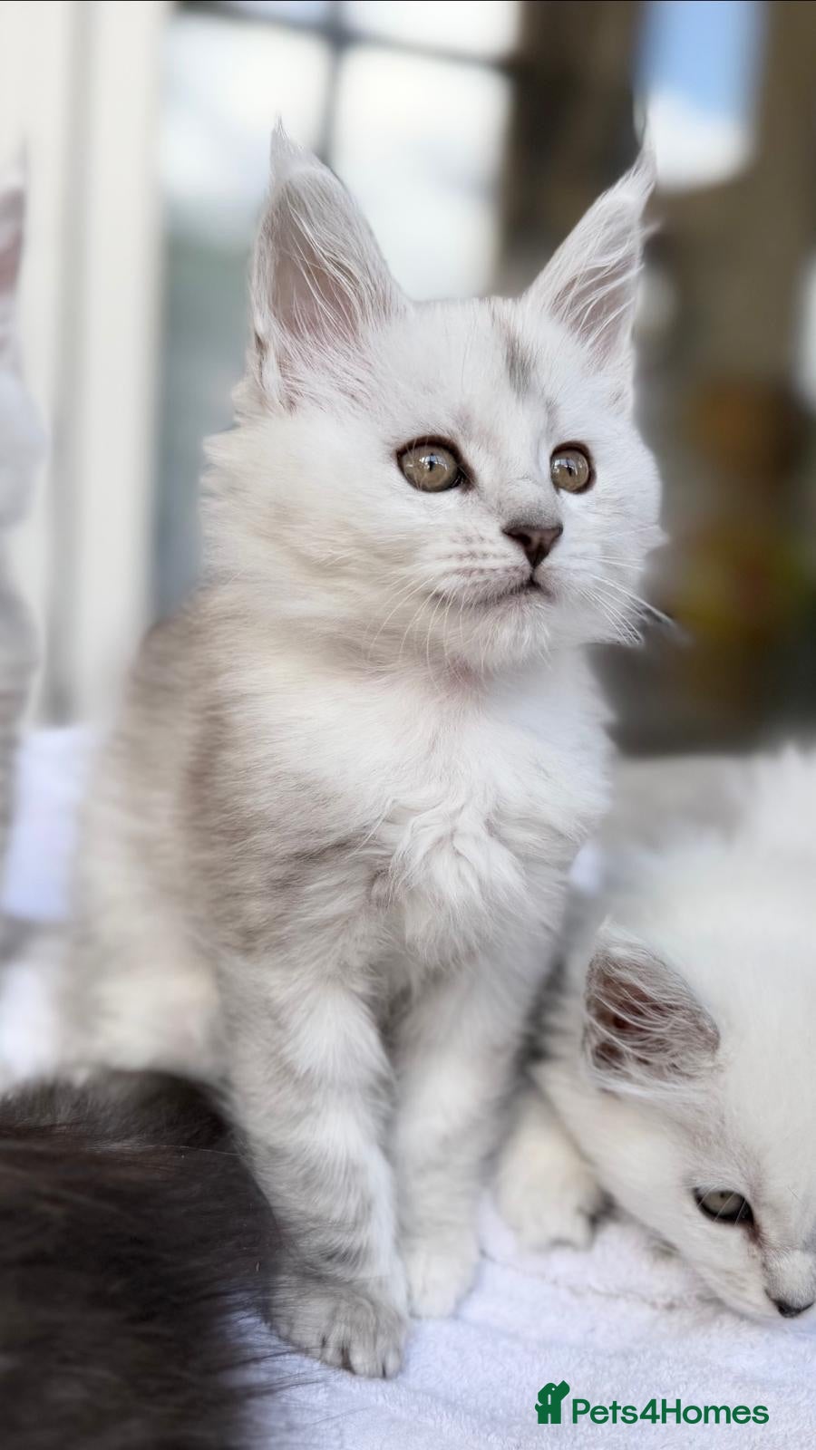 Maine Coon cats Very Beautiful shaded GCCF reg Maine coon kittens  - Advert 1