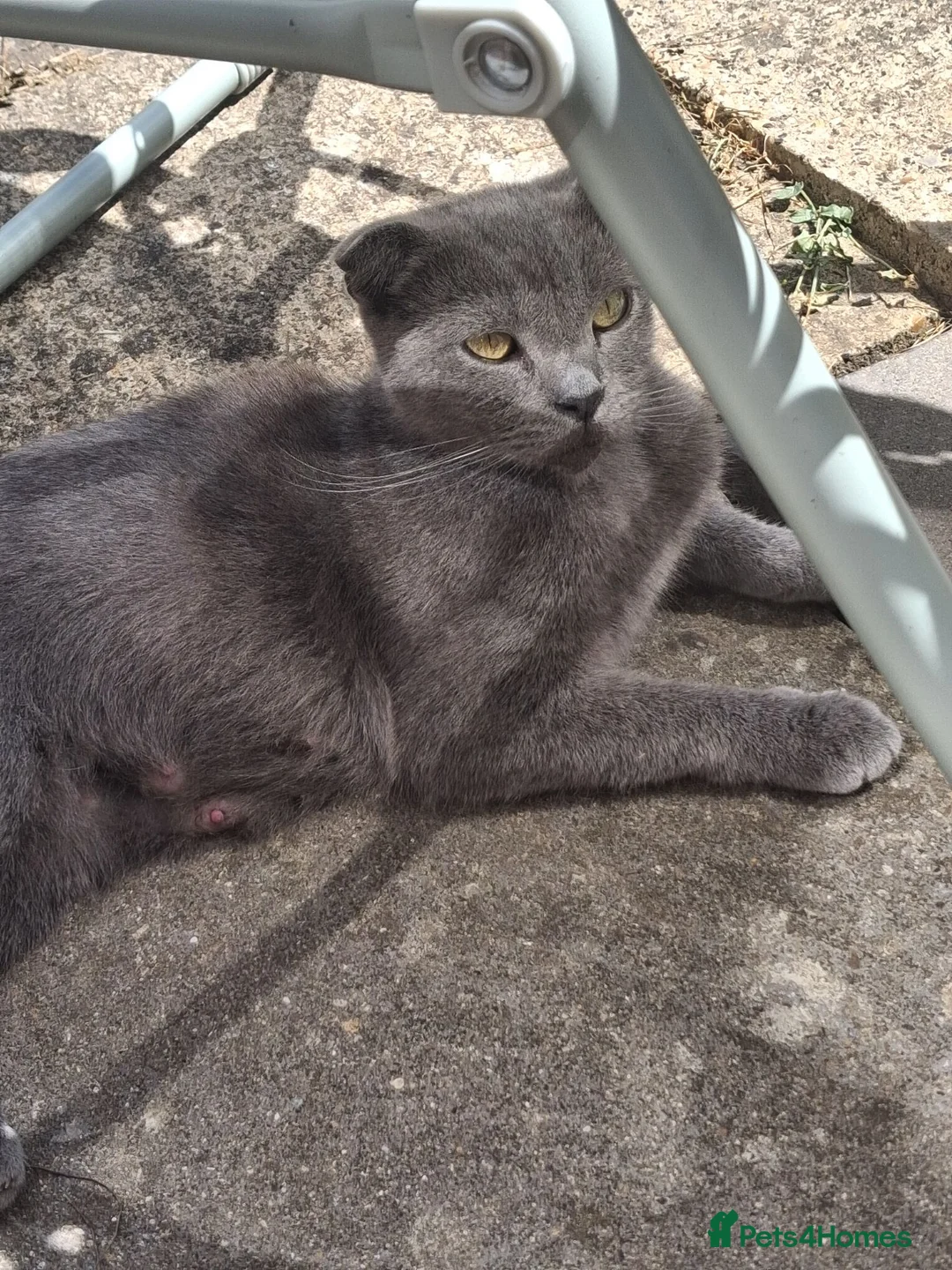Scottish Fold cats for sale: Scottish Fold Kittens in Peterborough - Advert 8