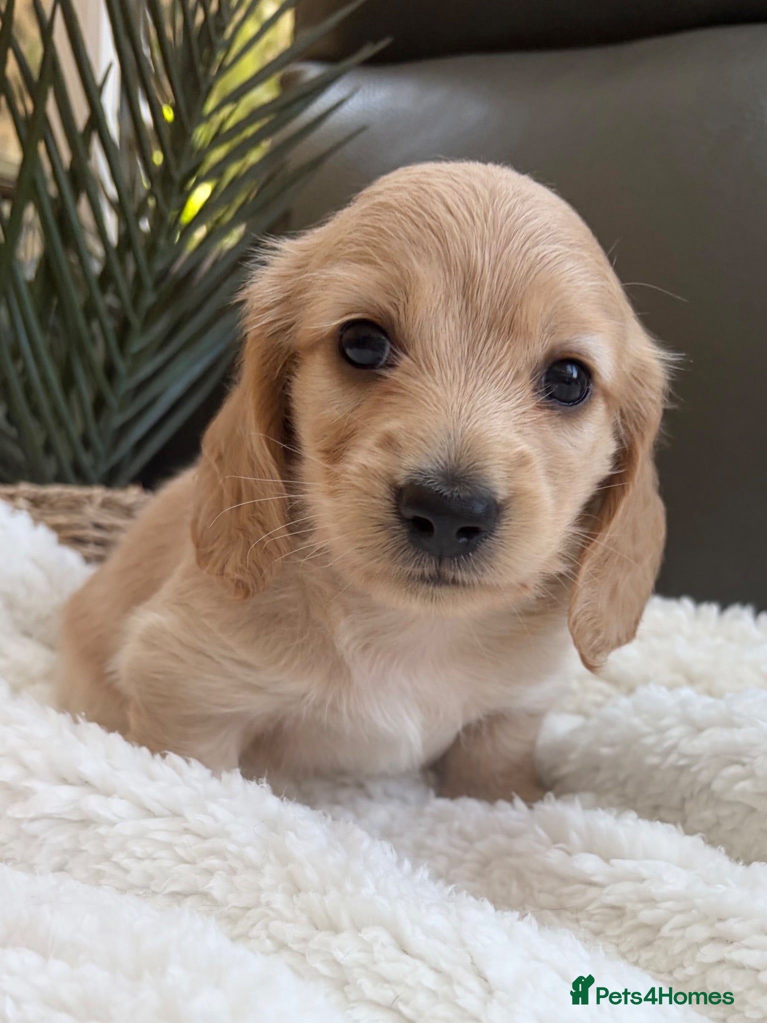 Miniature Dachshund dogs KC Reg, Health Tested Mini Longhaired Puppies  - Advert 2
