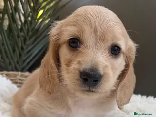 Miniature Dachshund dogs KC Reg, Health Tested Mini Longhaired Puppies - Advert 2