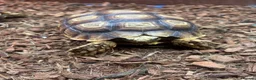 Tortoise reptiles for sale: Sulcata Tortoise  in Lanark - Advert 7