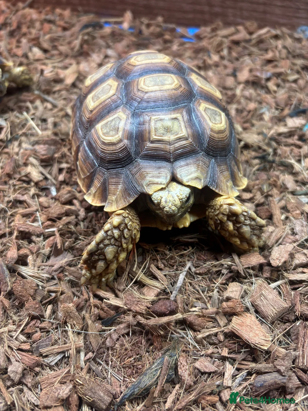 Tortoise reptiles for sale: Sulcata Tortoise  in Lanark - Advert 7