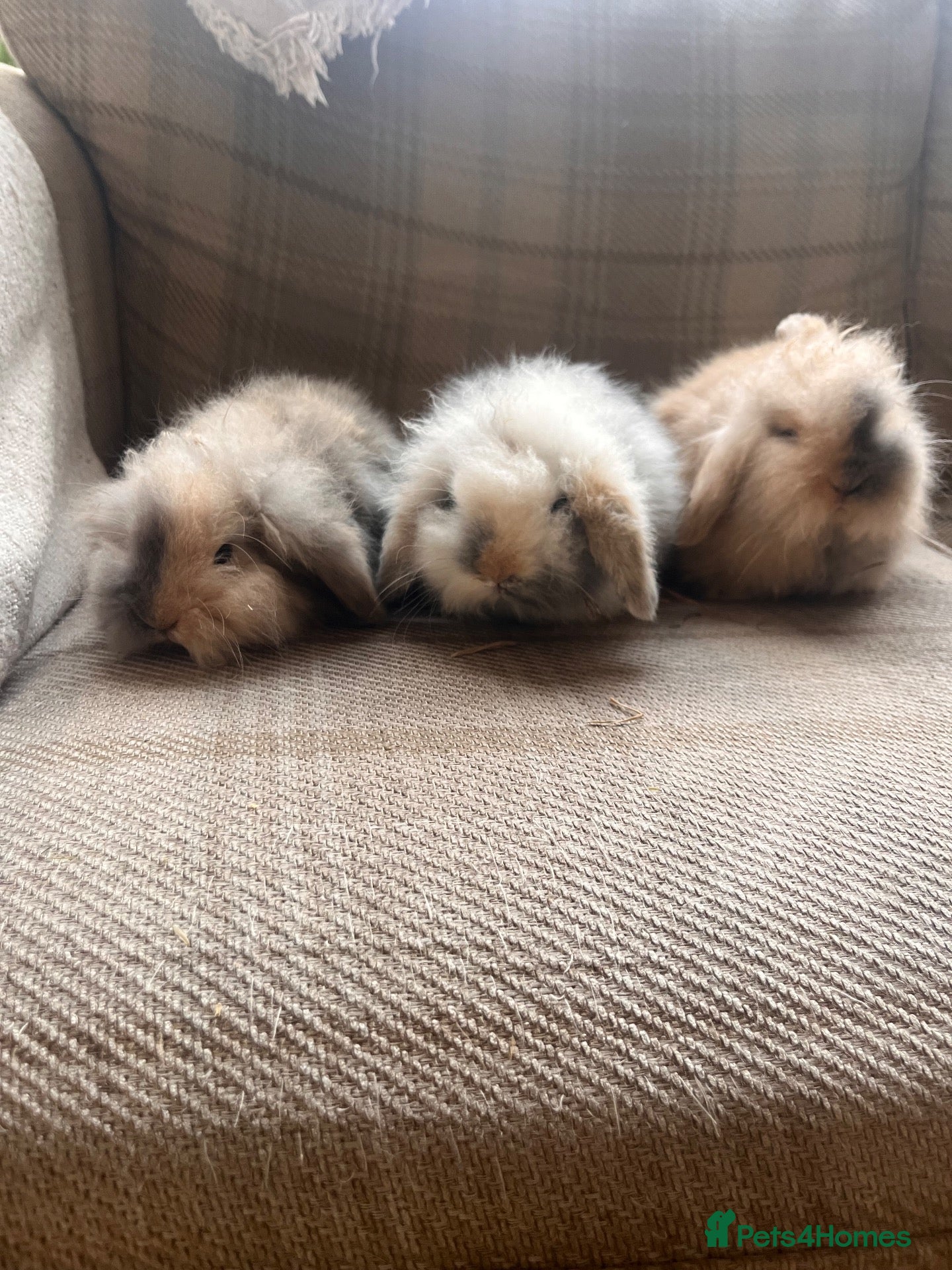 Mini Lion Lop rabbits Mini lion lop babies - Advert 3