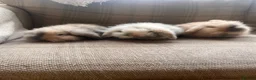 Mini Lion Lop rabbits for sale: Mini lion lop babies - Advert 1