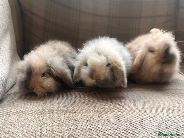 Mini Lion Lop rabbits for sale: Mini lion lop babies - Advert 3
