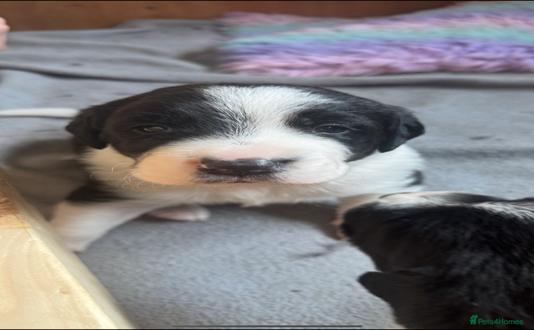 Sprollie dogs - Advert 2