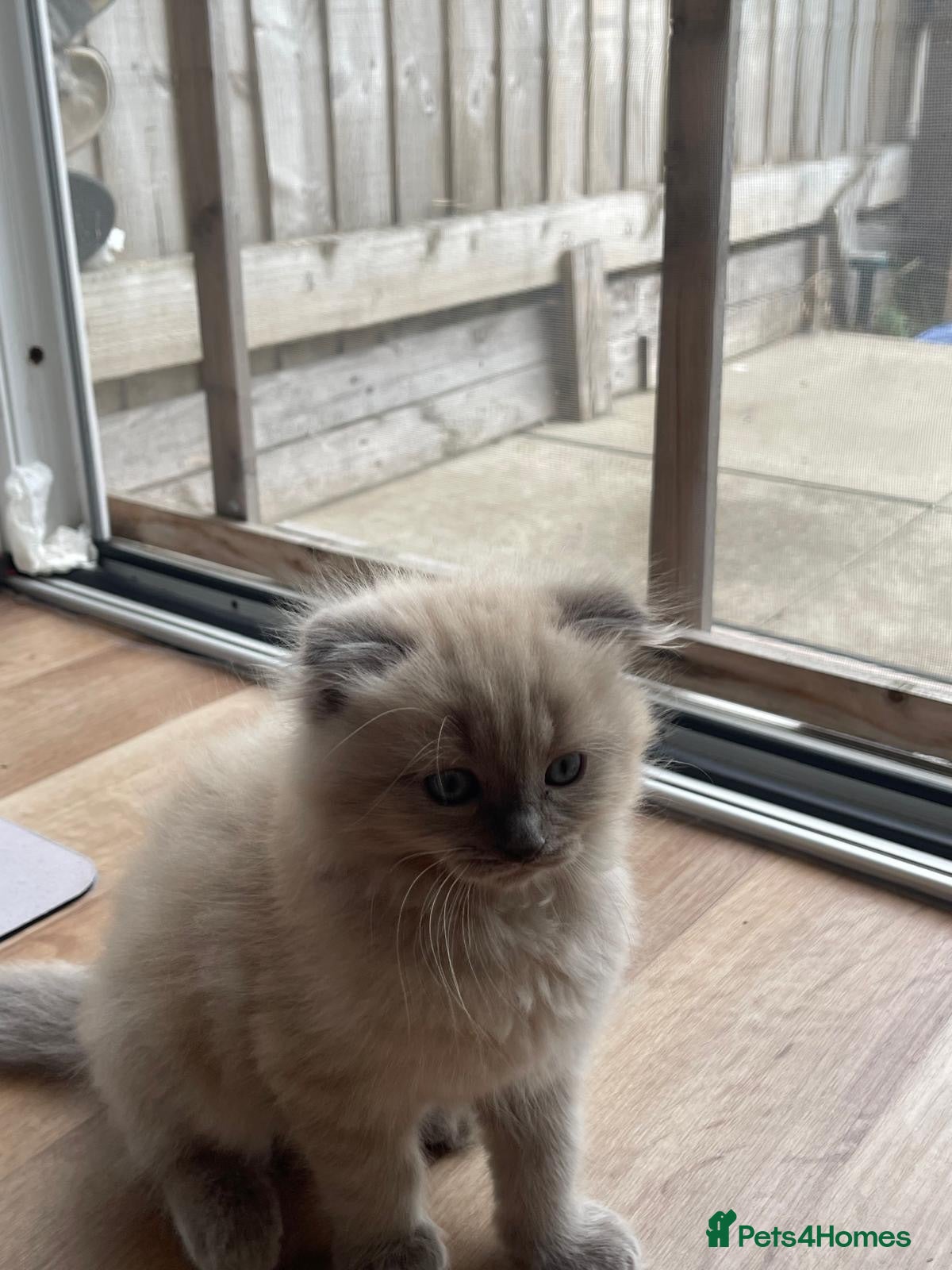 Scottish Fold cats Beautiful kittens🌹🤭 - Advert 5