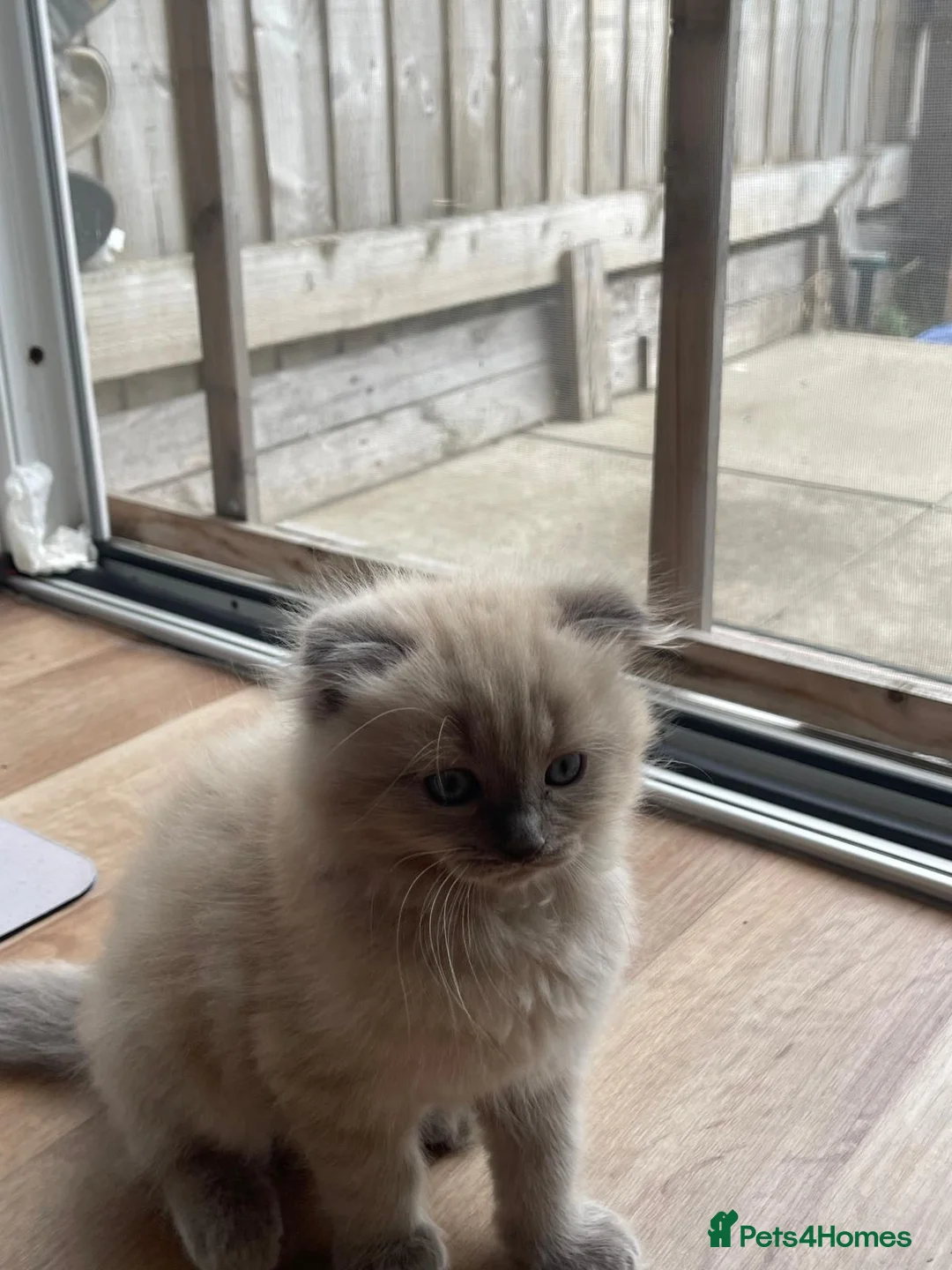 Scottish Fold cats for sale: Beautiful kittens🌹🤭 - Advert 1
