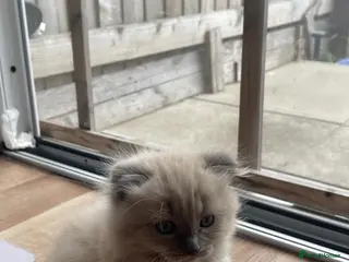 Scottish Fold cats Beautiful kittens🌹🤭 - Advert 5
