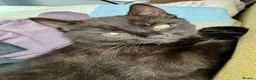British Shorthair cats for sale: British Shorthair kittens - Advert 9