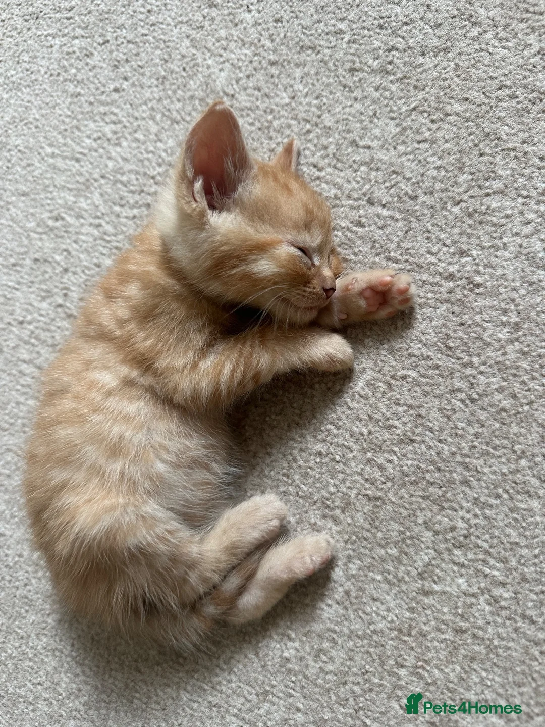 Mixed Breed cats for sale: Gorgeous Gingers  in Ashford - Advert 10